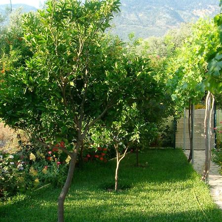 Galini Apartments Trapezaki (Kefalonia) Exterior foto